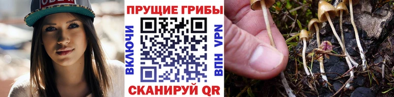 Купить где  Алексин  Псилоцибиновые грибы мицелий 